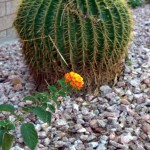 lantana