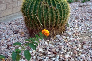 lantana